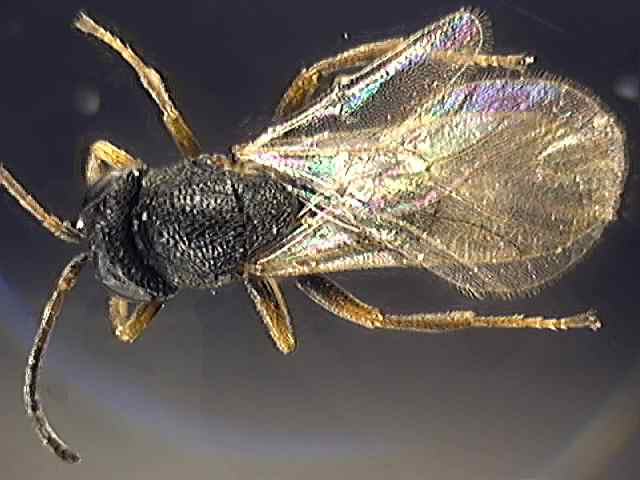 Cynipidae 2